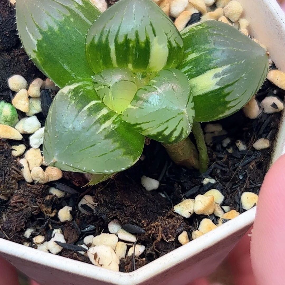糯玉露锦十二卷多肉