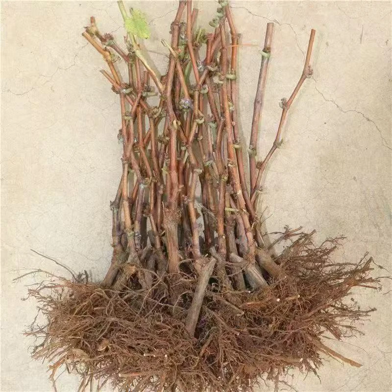 拍一发四庭院特大藤条绿植盆栽南方北方种植地栽爬藤