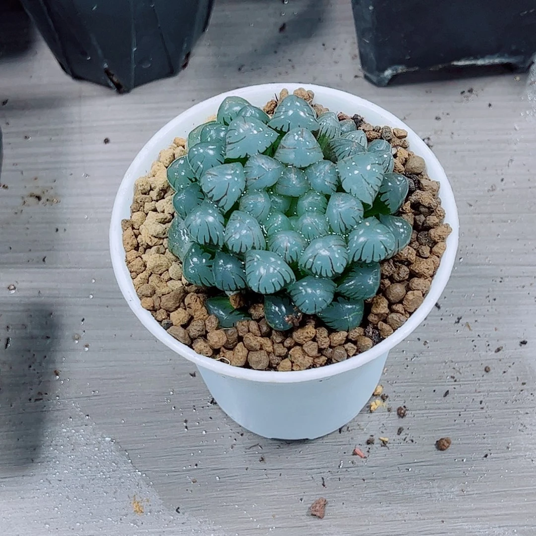 潘氏冰灯一勿一拍