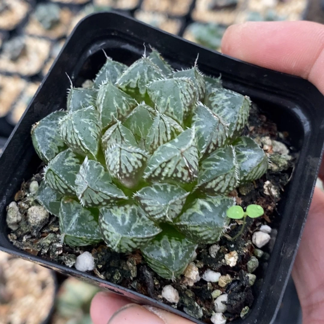 楼兰一颗 周末整点福利