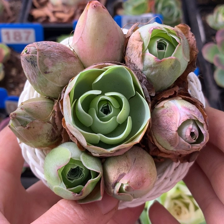 一物一拍精品迷你小花篮177