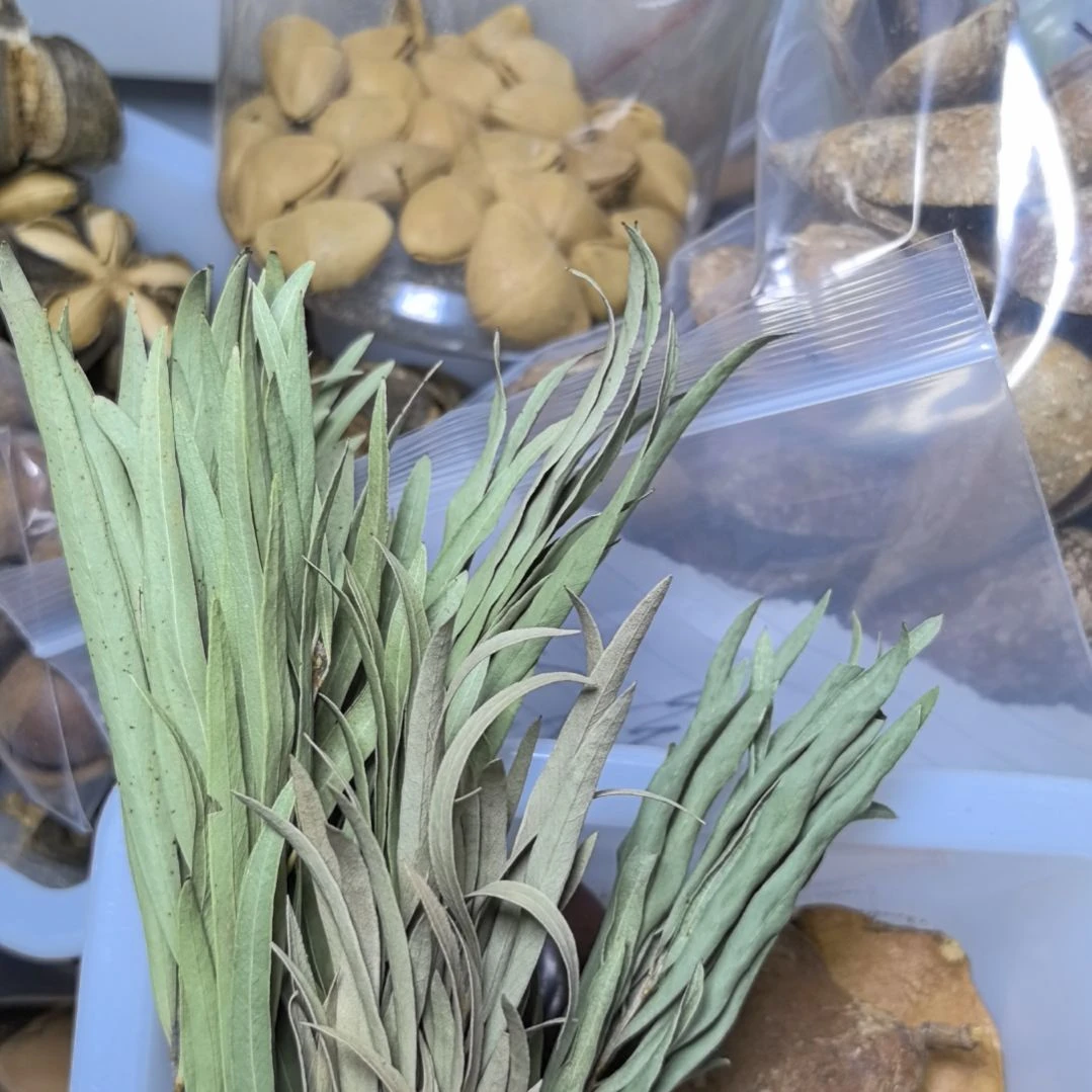 柏香籽/百香籽吊坠菩提散珠自选菩提散珠