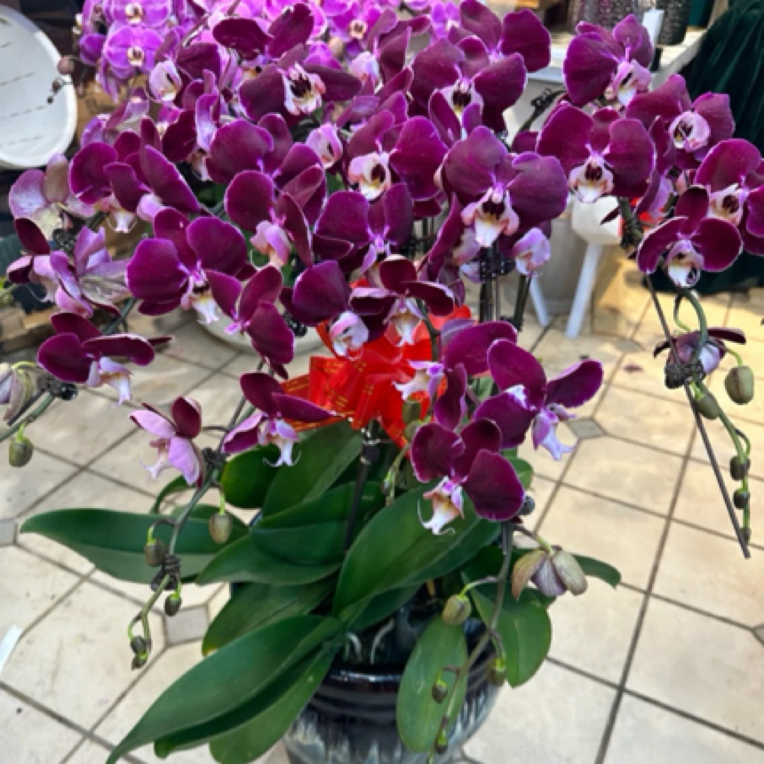 幻影7支青岛本地蝴蝶兰