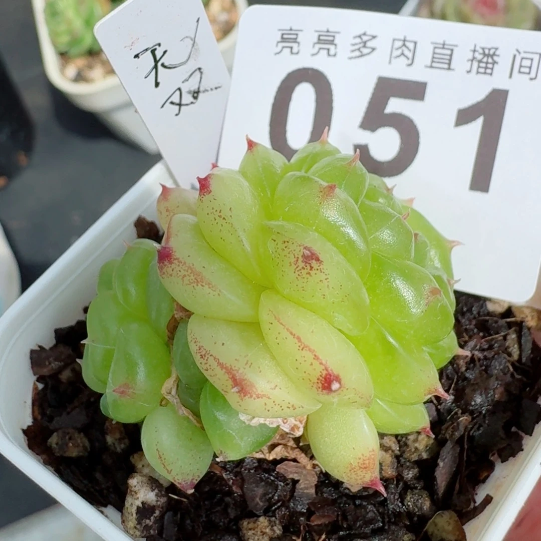 无双三头            精美多肉植物
