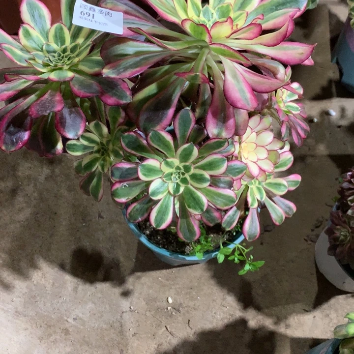 691冰淇淋多肉植物特价