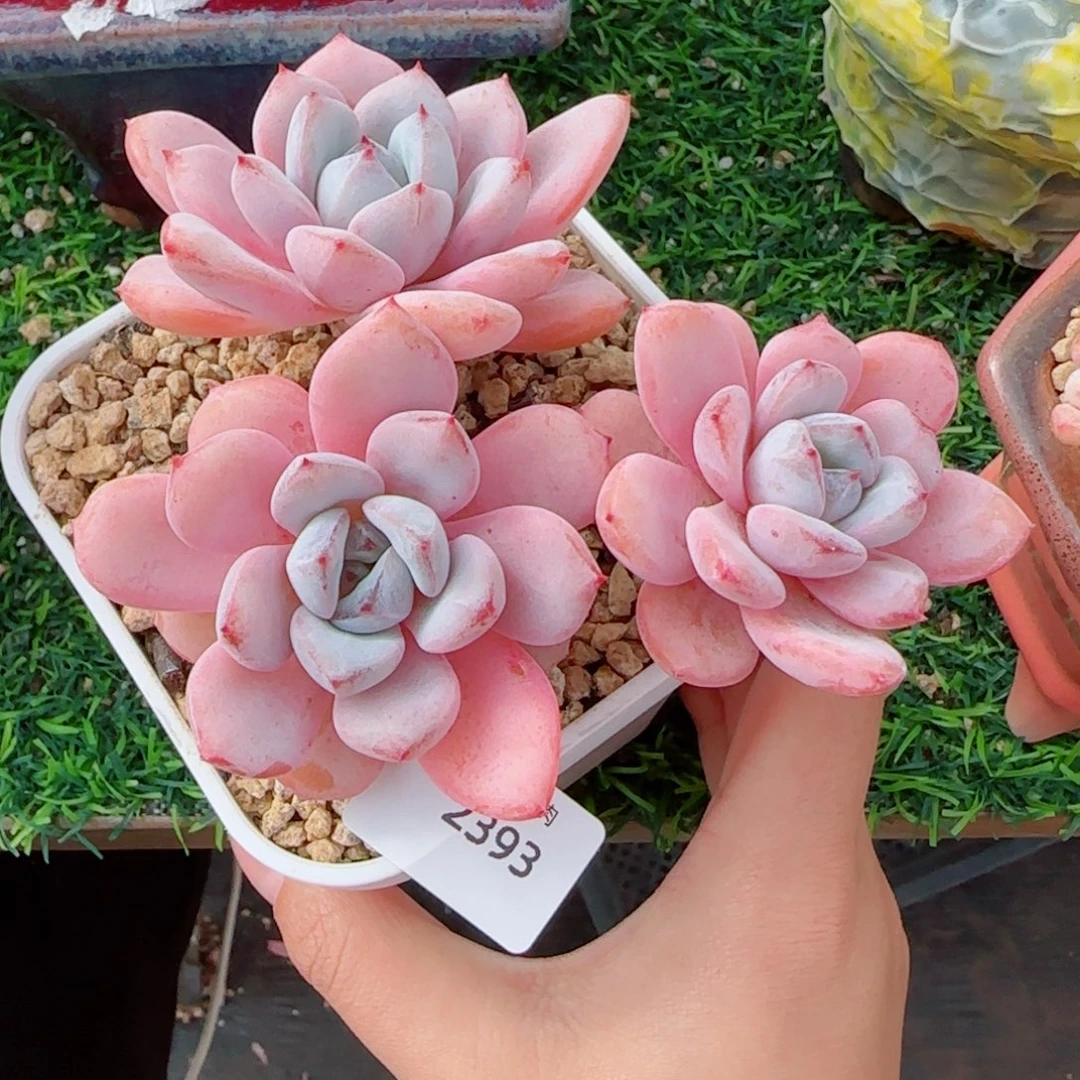 长杆星星雪，2393多肉植物