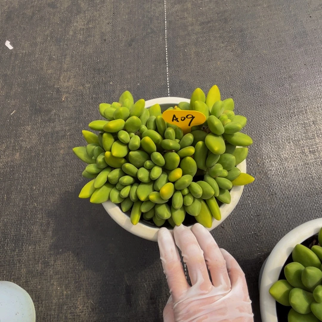 *****a9芒果奶群生呀呀呀呀