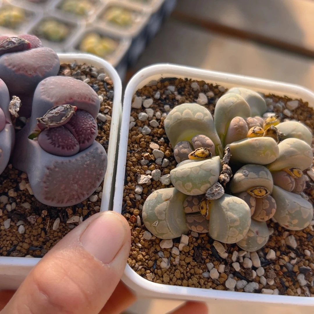 恶****使102多肉植物百科知识