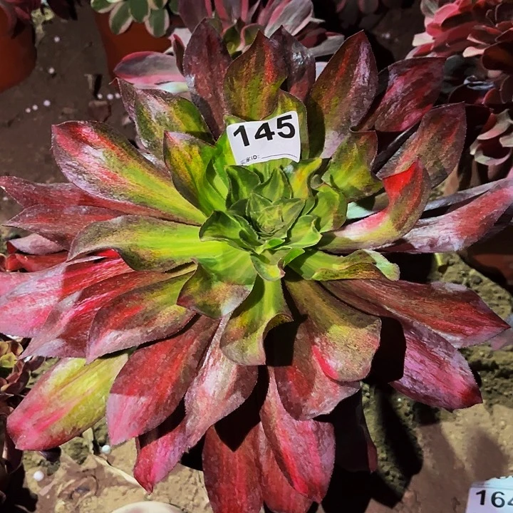 145魅影七彩多肉植物