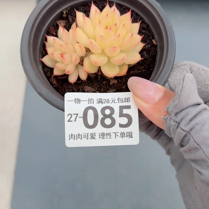 黄闪光无盆土无盆土发货