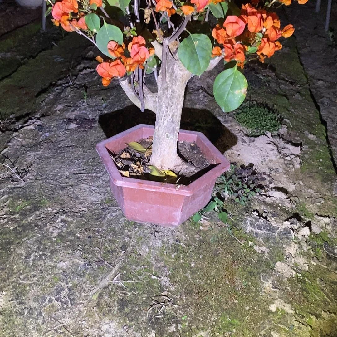 风****由爱马仕橙一物一拍