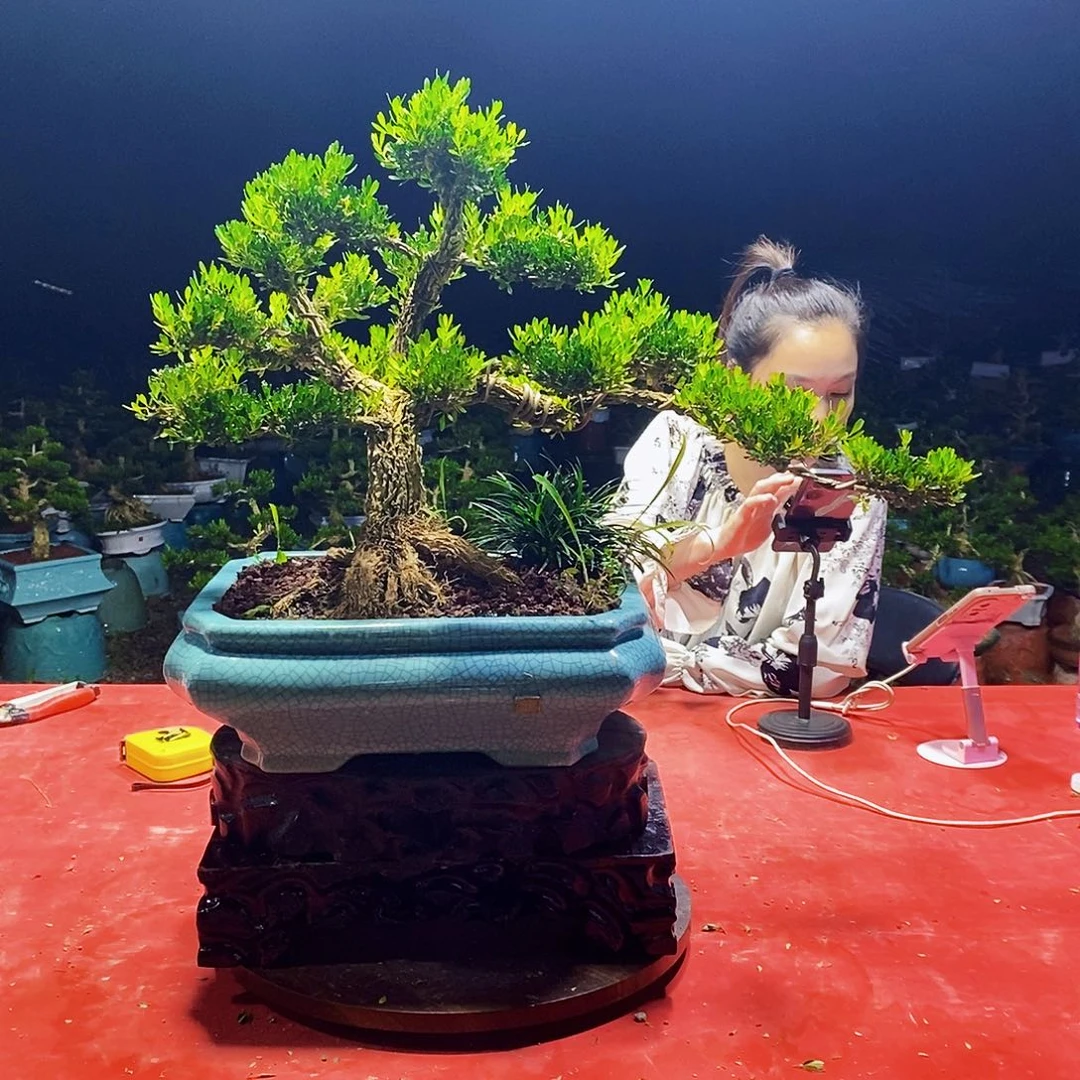当前无花朵，栽培后可花朵