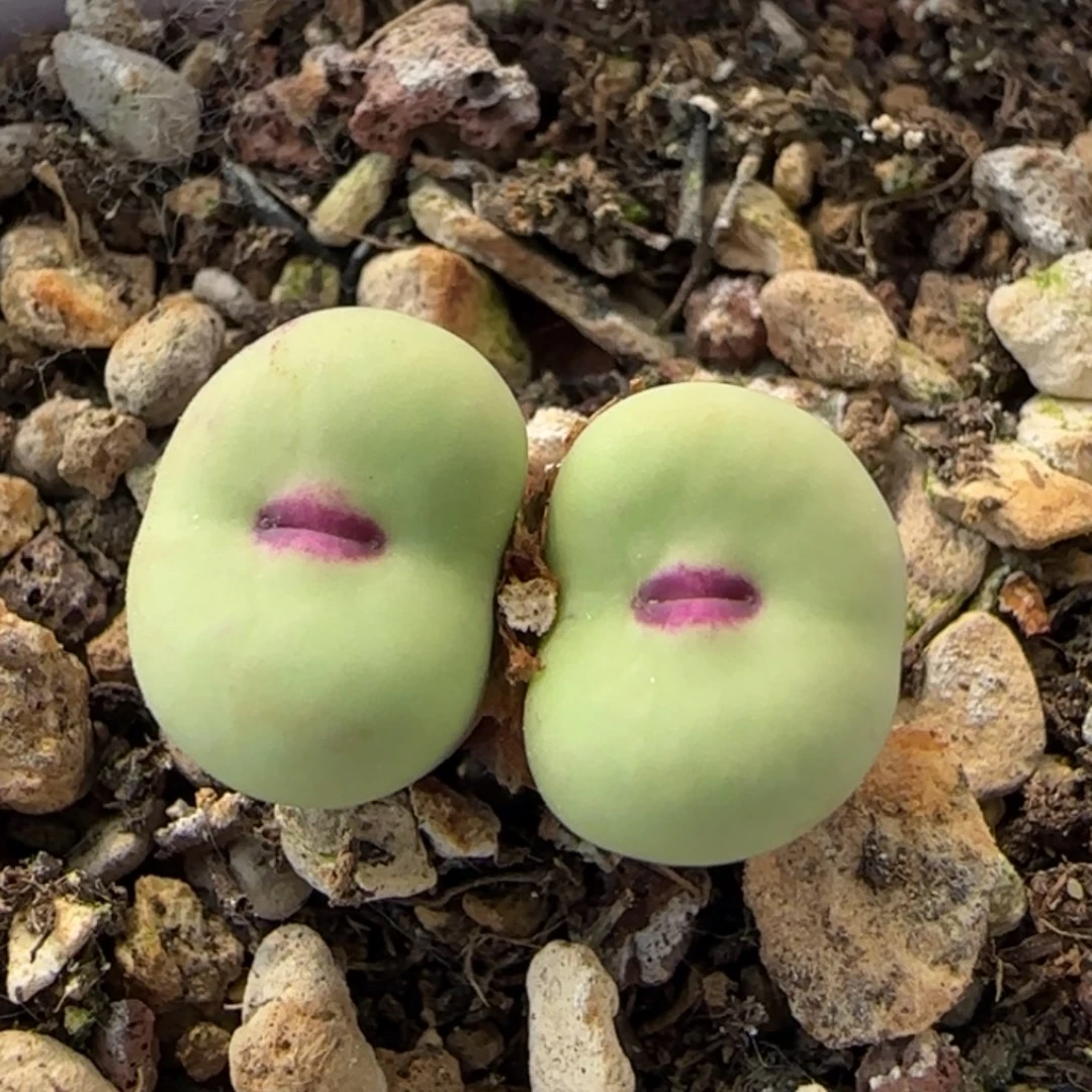 6-1-8-4当天满38包邮四季红中嘴1.2cm脱土