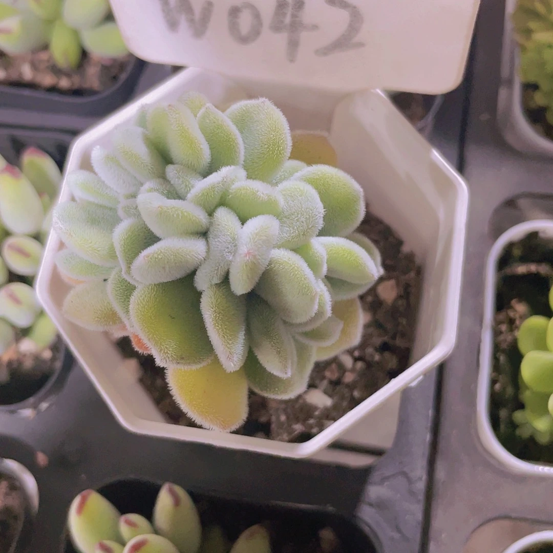 鱼*?雪晃星缀w042一物一拍