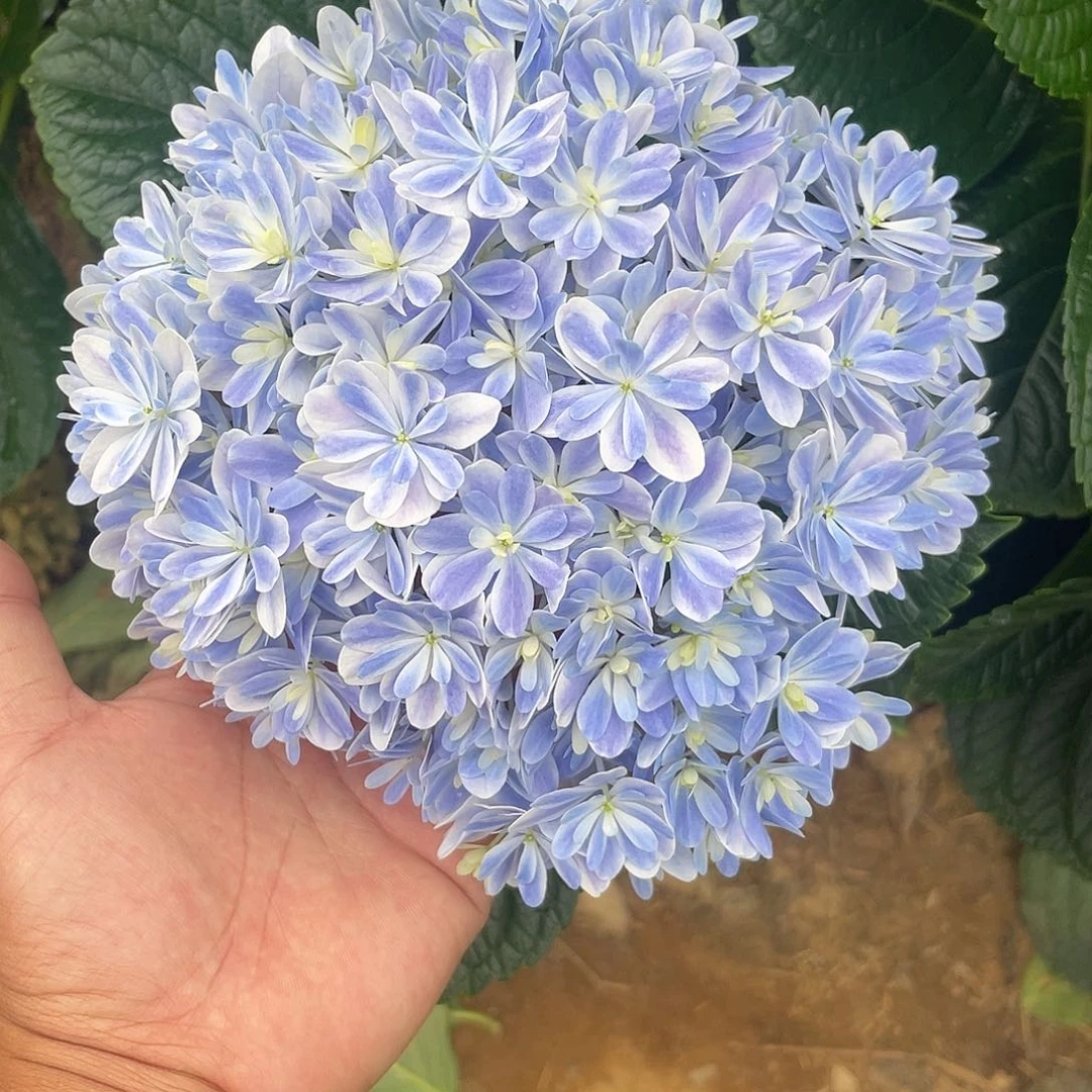 绣球切花一物一拍3枝起包邮，35