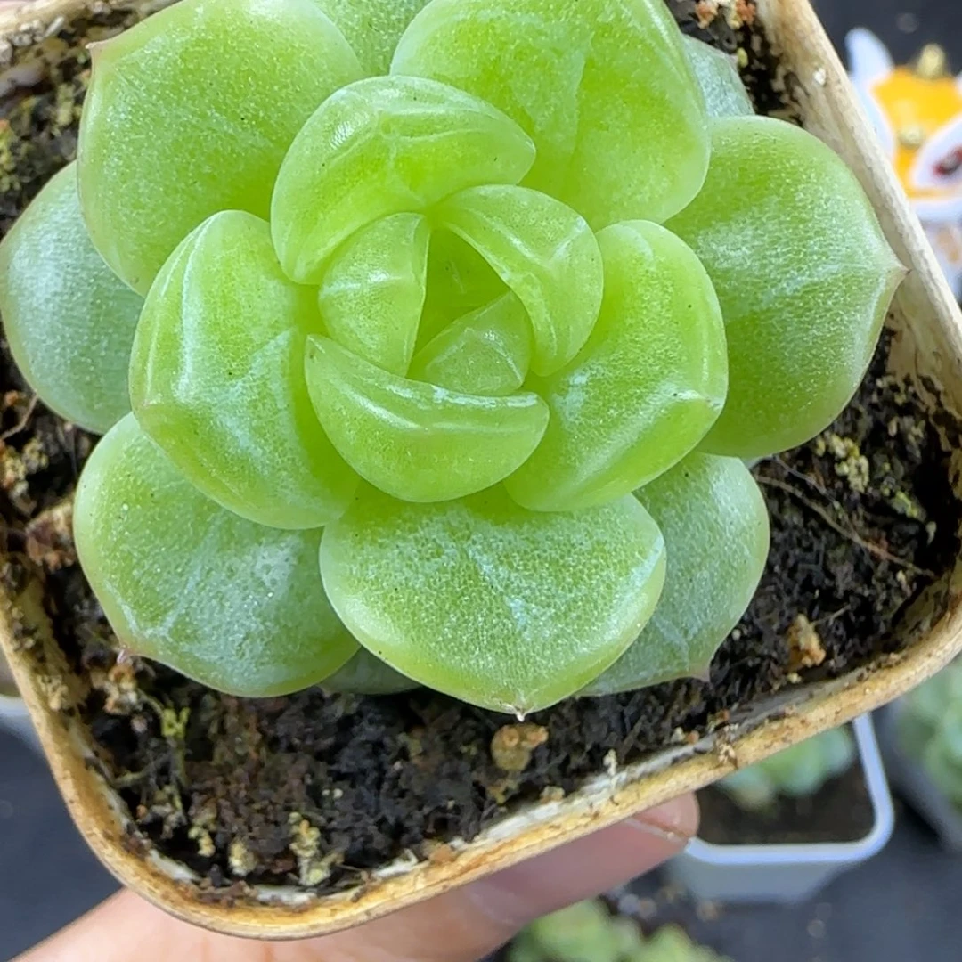 31东篱下多肉植物哈哈哈哈