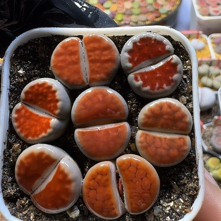 生石花111222。   193