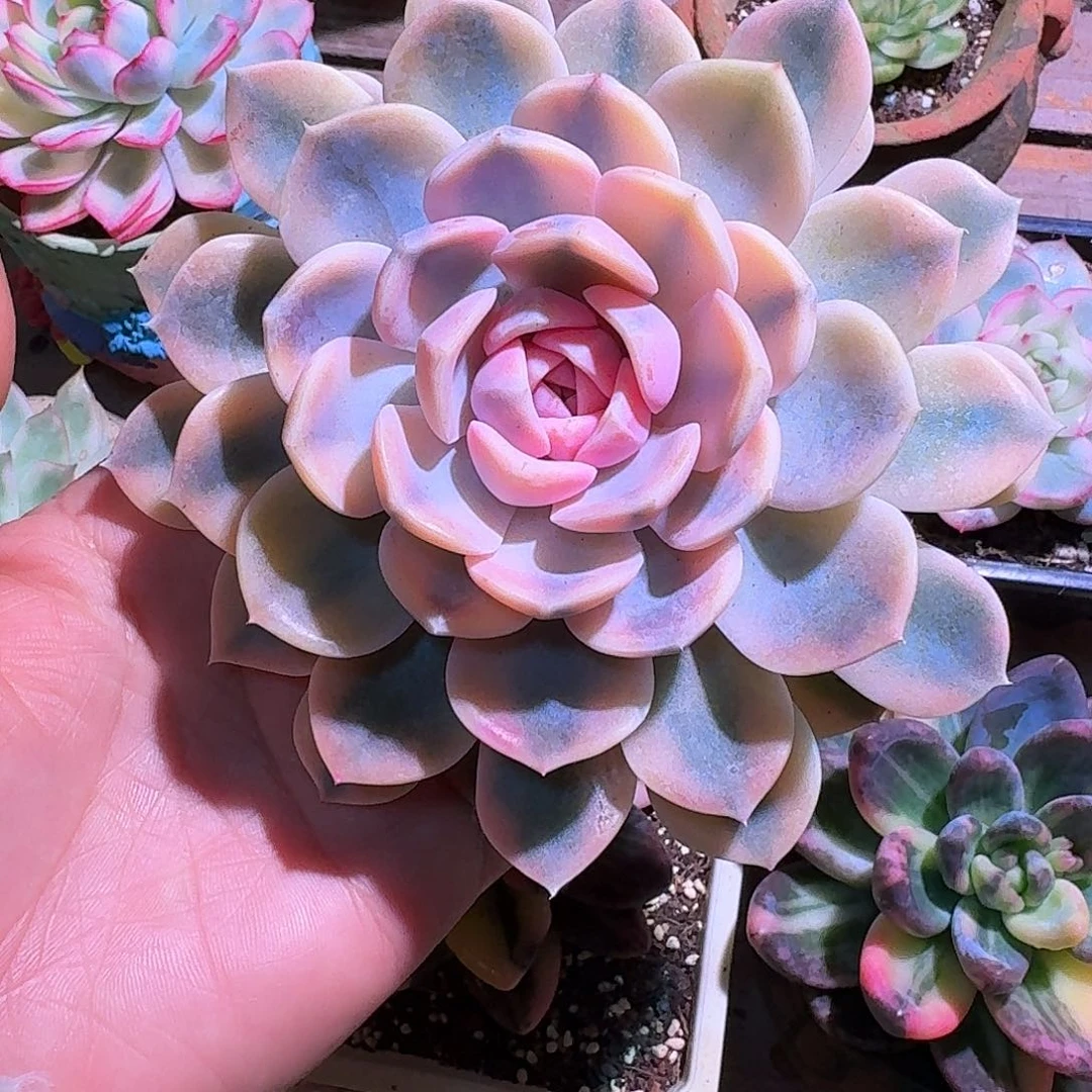 橙****汉堡锦多肉多肉多肉