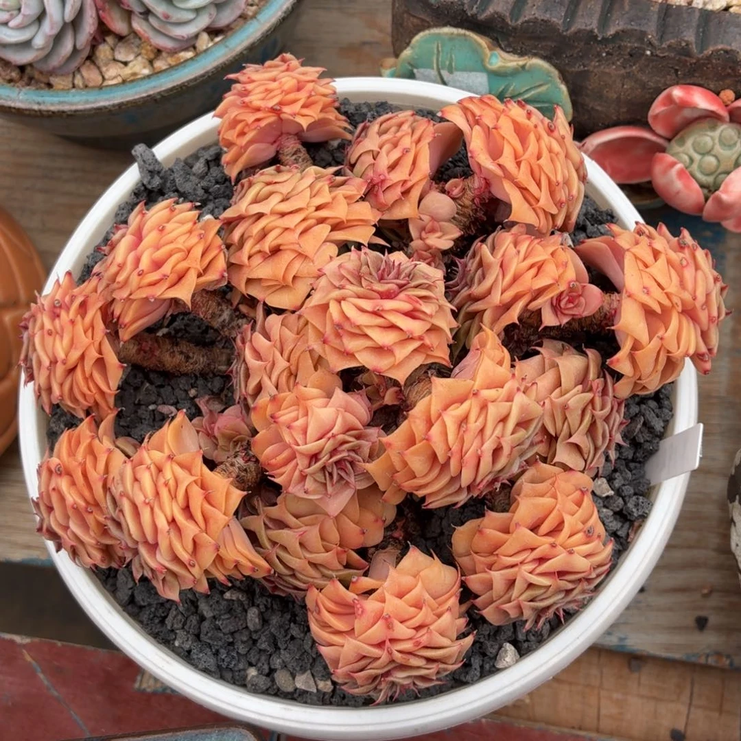 多肉植物 金色魔烟-4