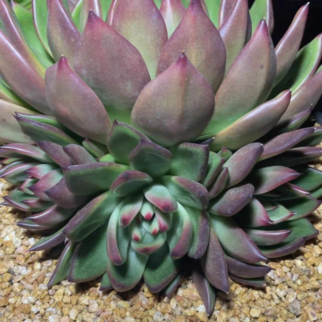 多肉植物多肉植物1135