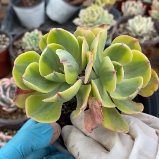 夕阳牡丹锦一一一一一一一