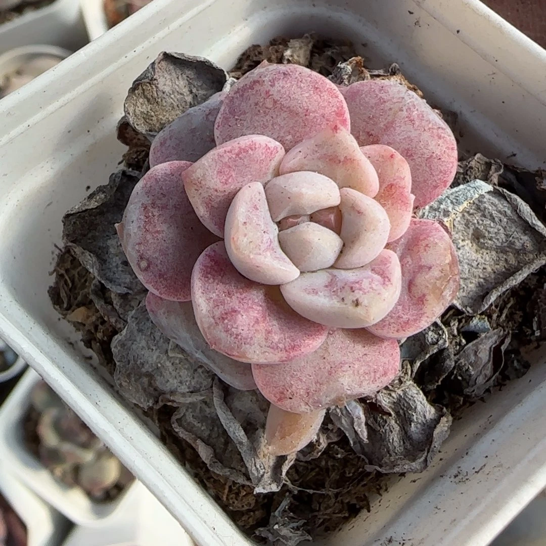 小卡拉米糖心一物一拍