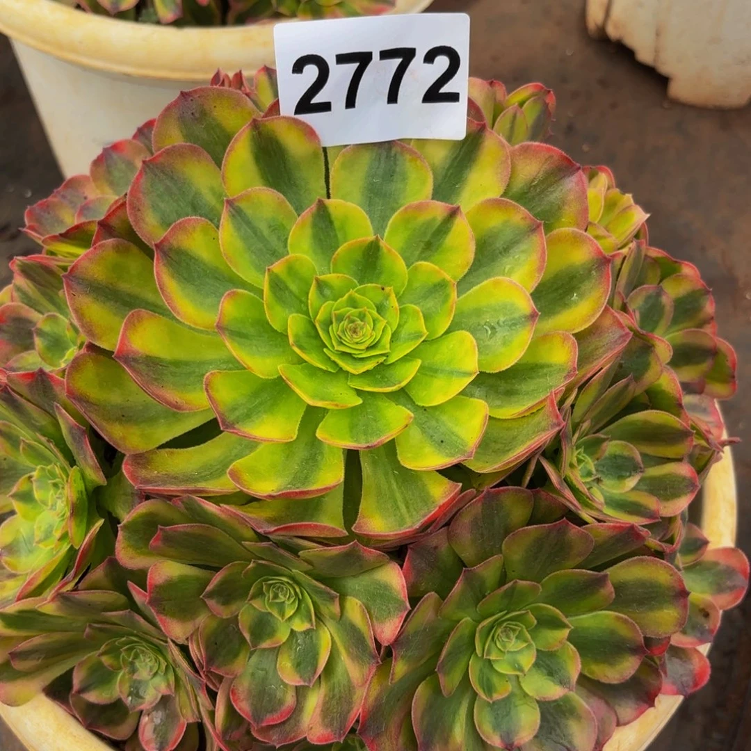 2772多肉植物雨荷
