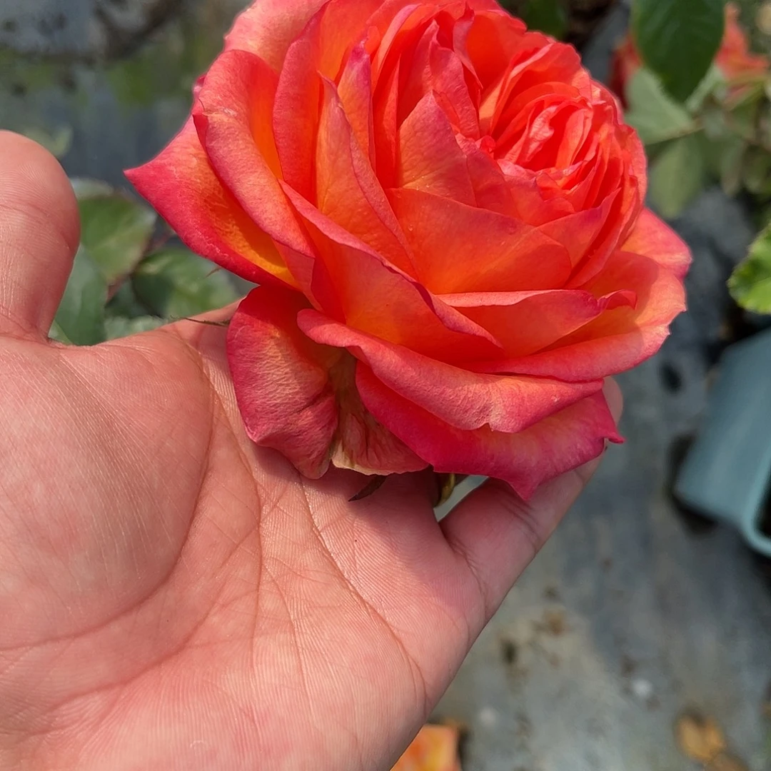 无花朵———天火 福利款