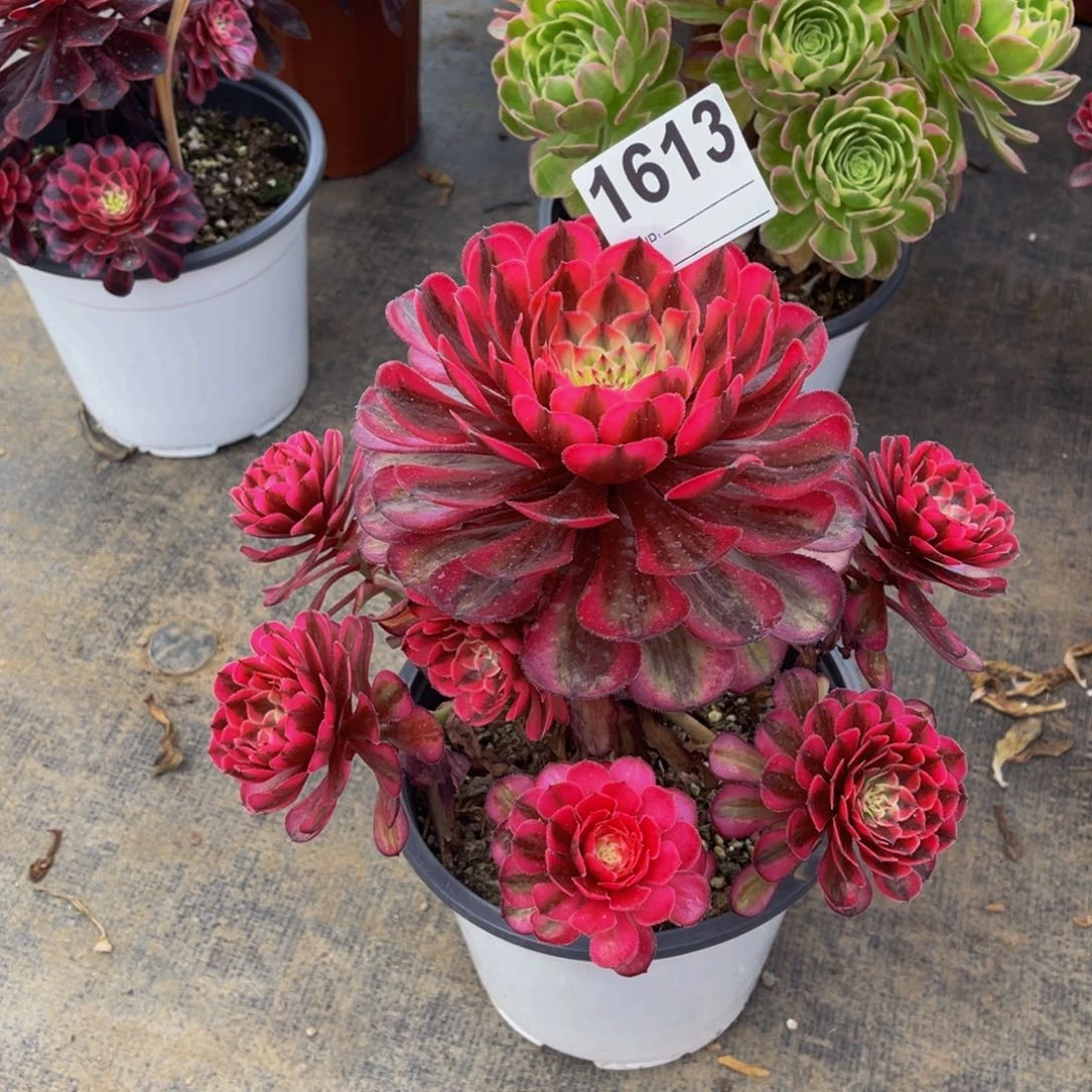 无花朵人**蒙白月光1613福利