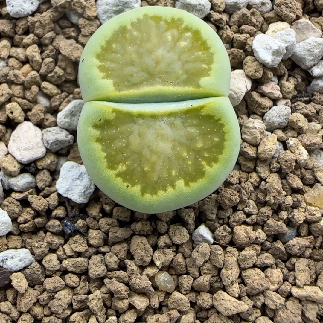 296 生石花大棚直播