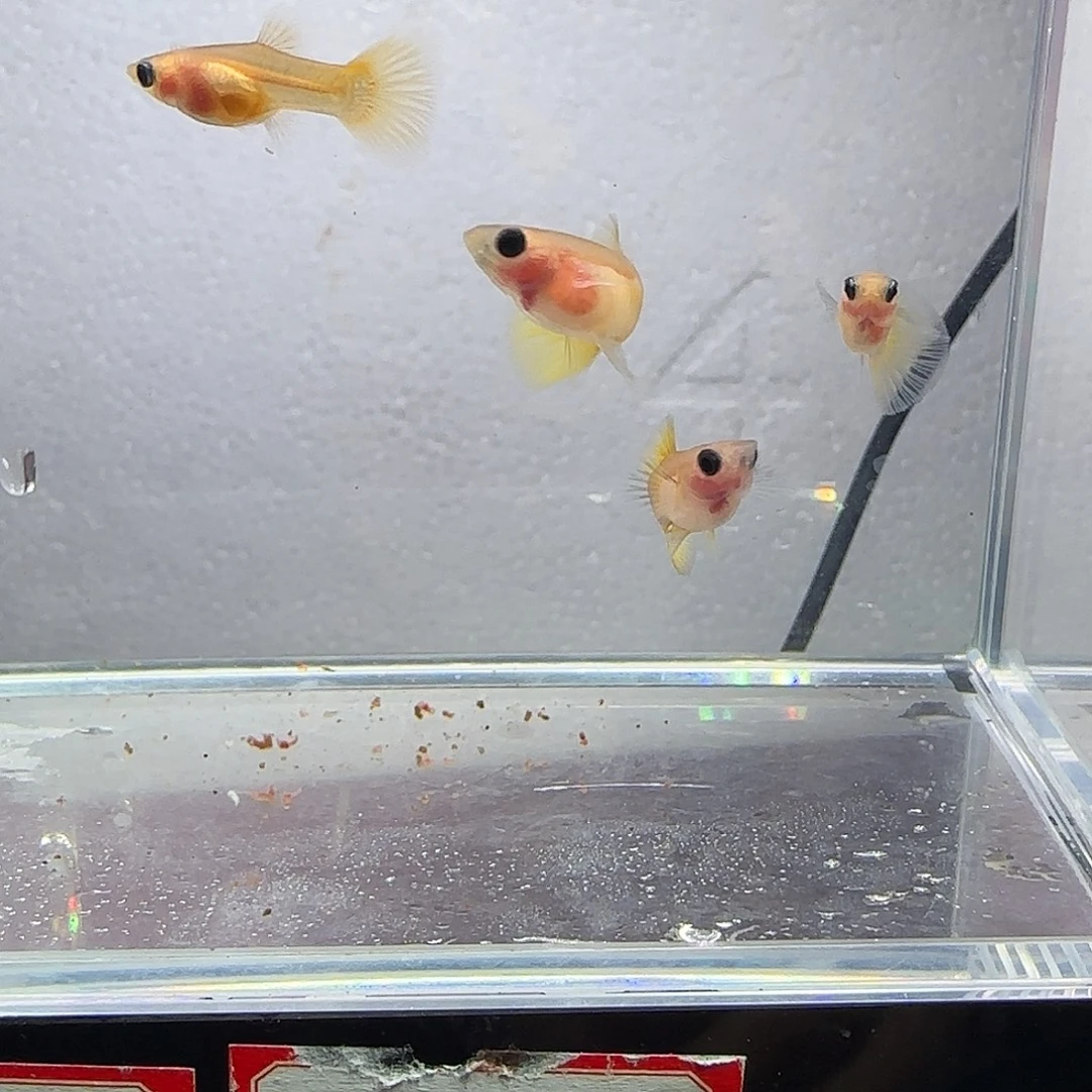 孔雀鱼黄金玻璃猫两对