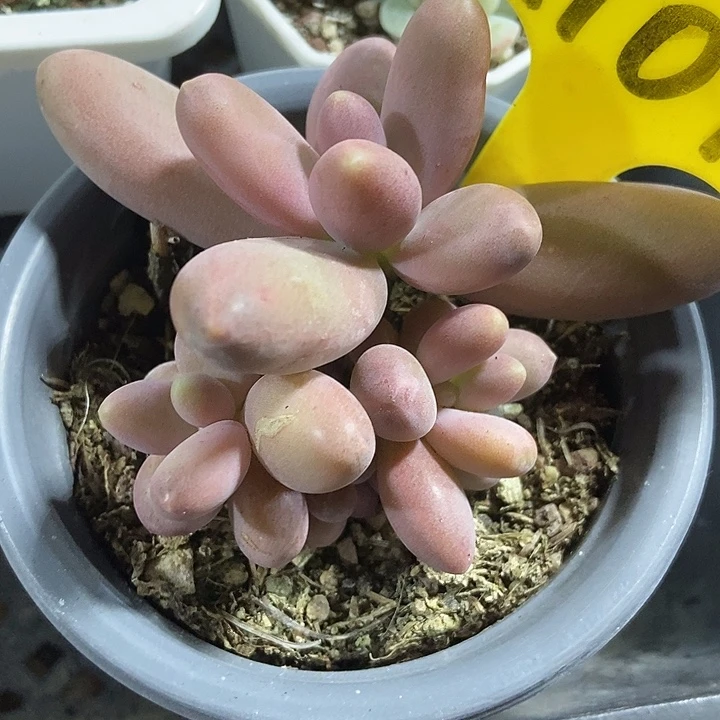 多肉植物糖果美人1101