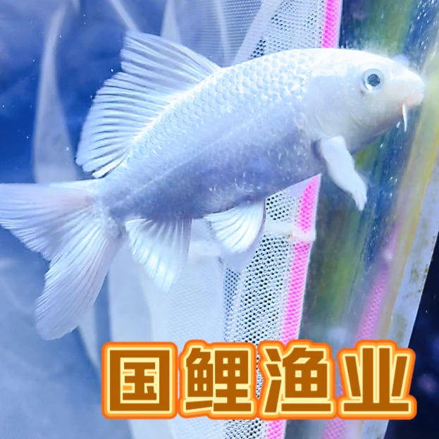 国鲤渔业精品台湾蝴蝶鲤普身蝴蝶鲤圆头顺背满臀鳍一字尾大鳍大尾