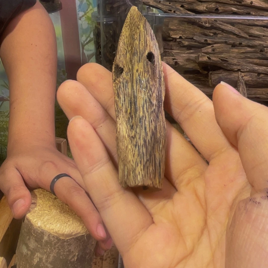 沉香碎屑沉香张*虫漏福利037