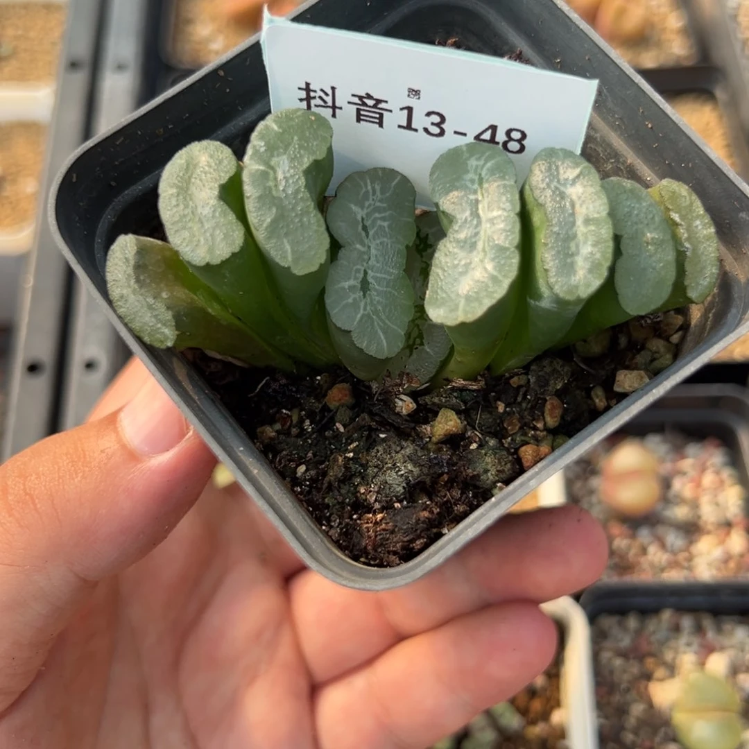 13-48玉扇多肉植物，