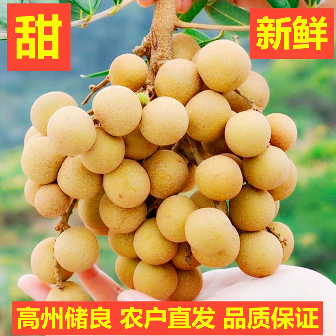 广东高州新鲜储良龙眼桂圆现摘现发清甜多汁肉厚饱满当季水果包邮