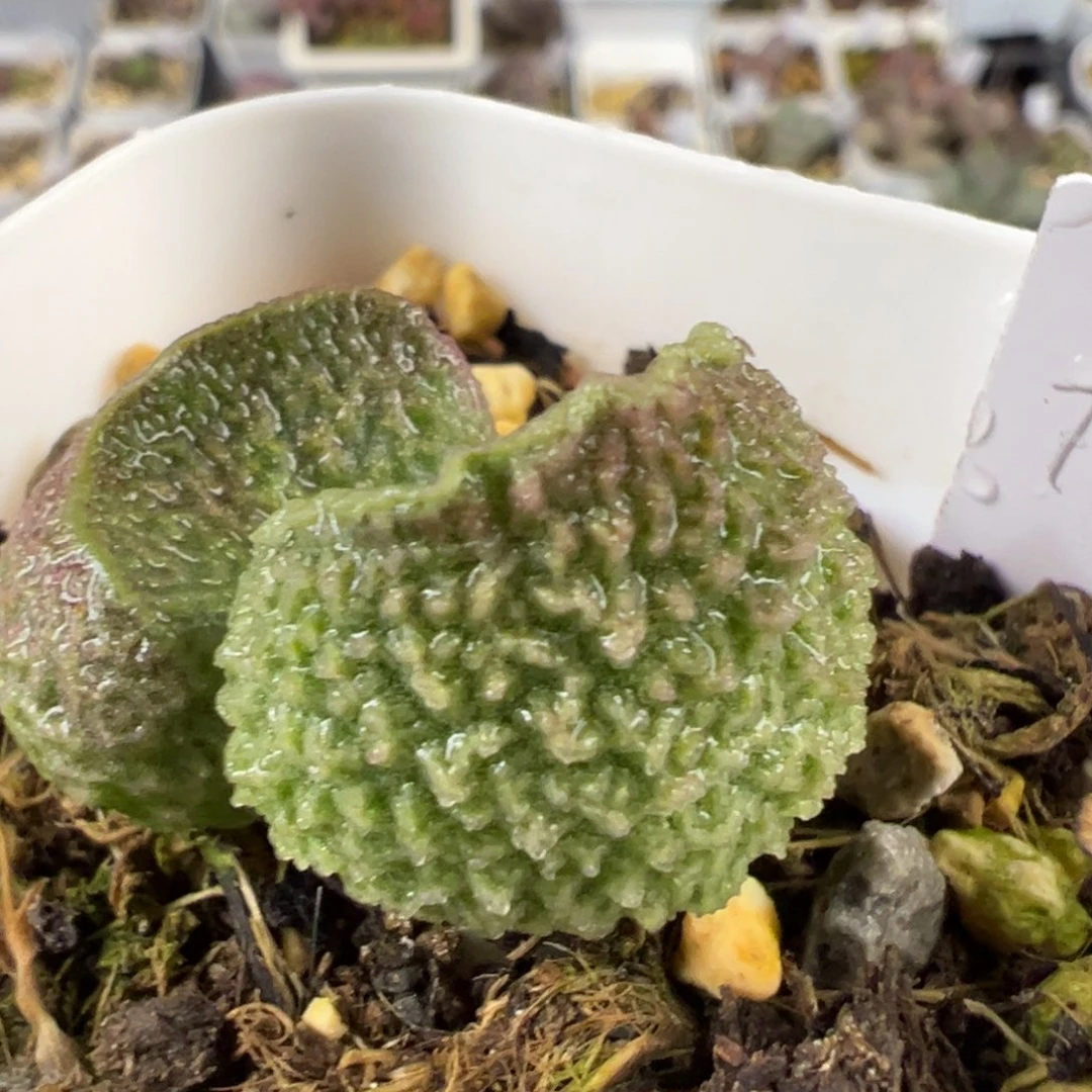 叶型肥胖绿色系实生新品