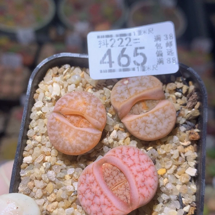 精品生石花222.465