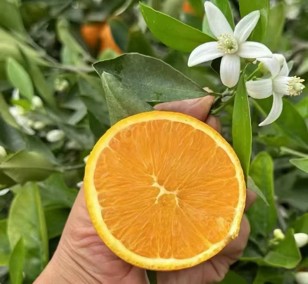 【摆摊榨汁】湖北正宗秭归伦晚新鲜瑕疵花皮果现摘现发爆汁橙细腻