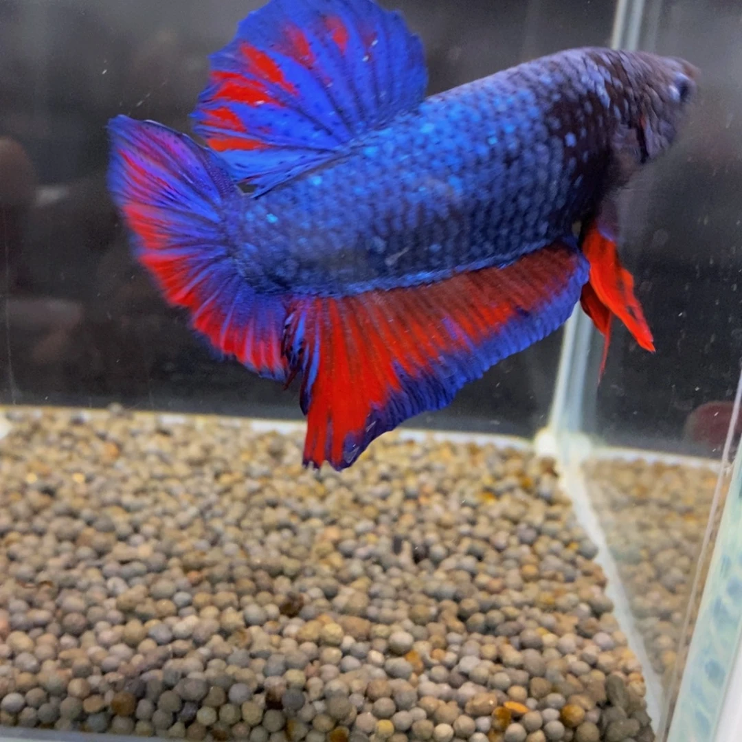 斗鱼268巨斗11111