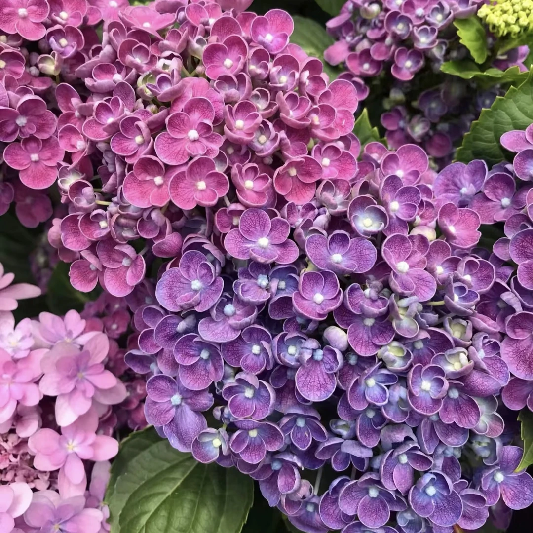 【爆米花】绣球花卉植物阳台老桩带花苞发室内外庭院地栽花卉开花