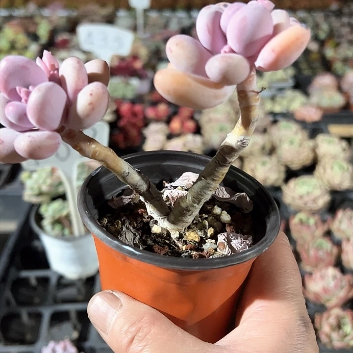 ❄️****284多肉植物组合都不容易？