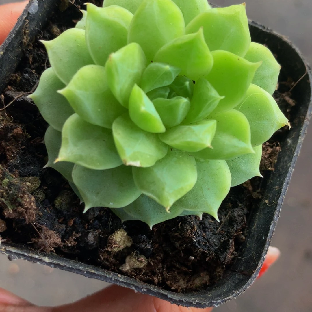 翡翠冰  （满9.99包邮不满9.99发叶子）