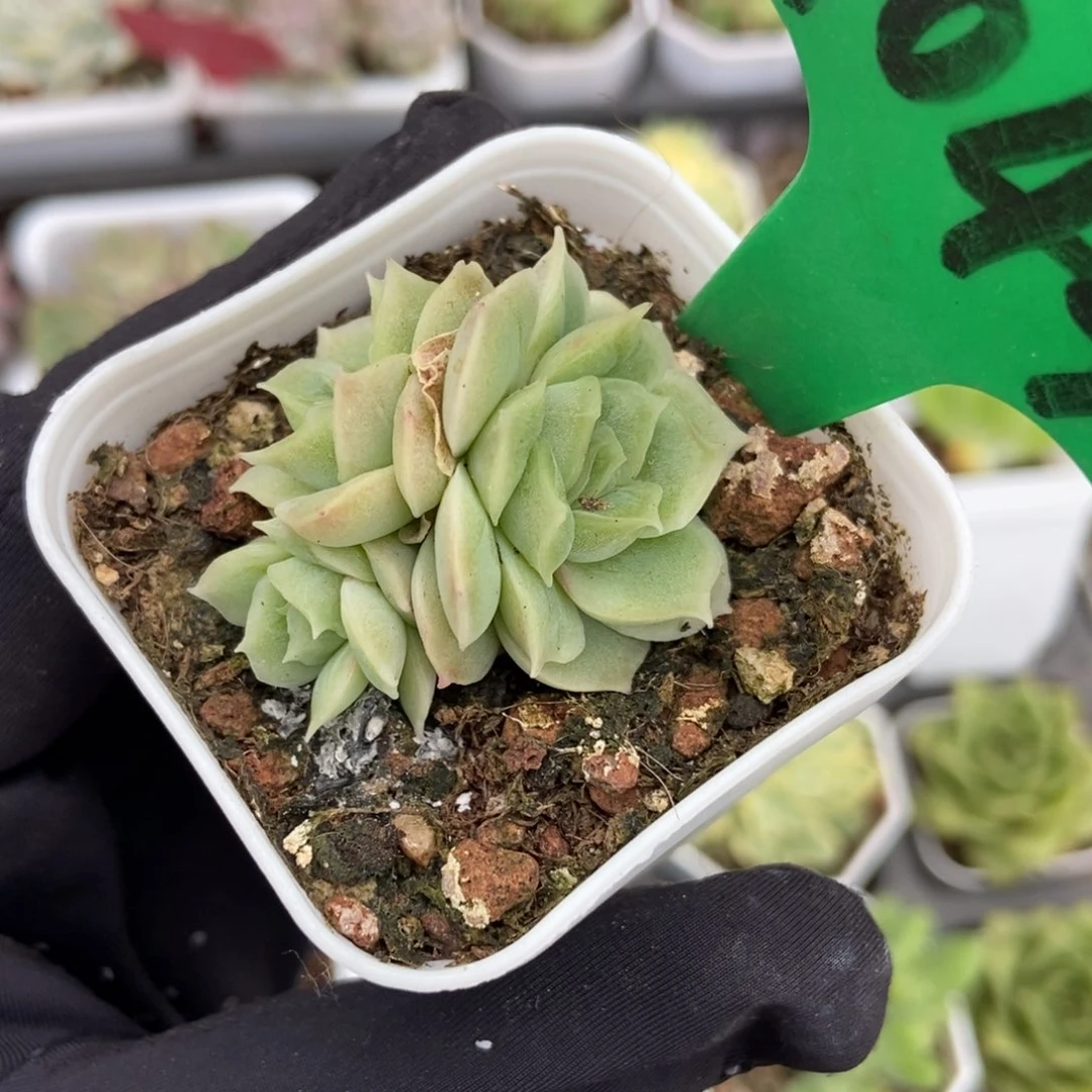 1044虾饺多肉植物保护