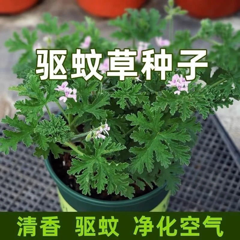 【驱蚊香草种子】四季种植盆栽地栽阳台小院种植