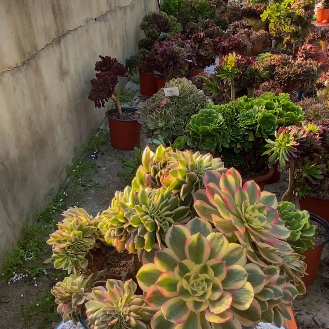 倾城缀化c080所见即所得