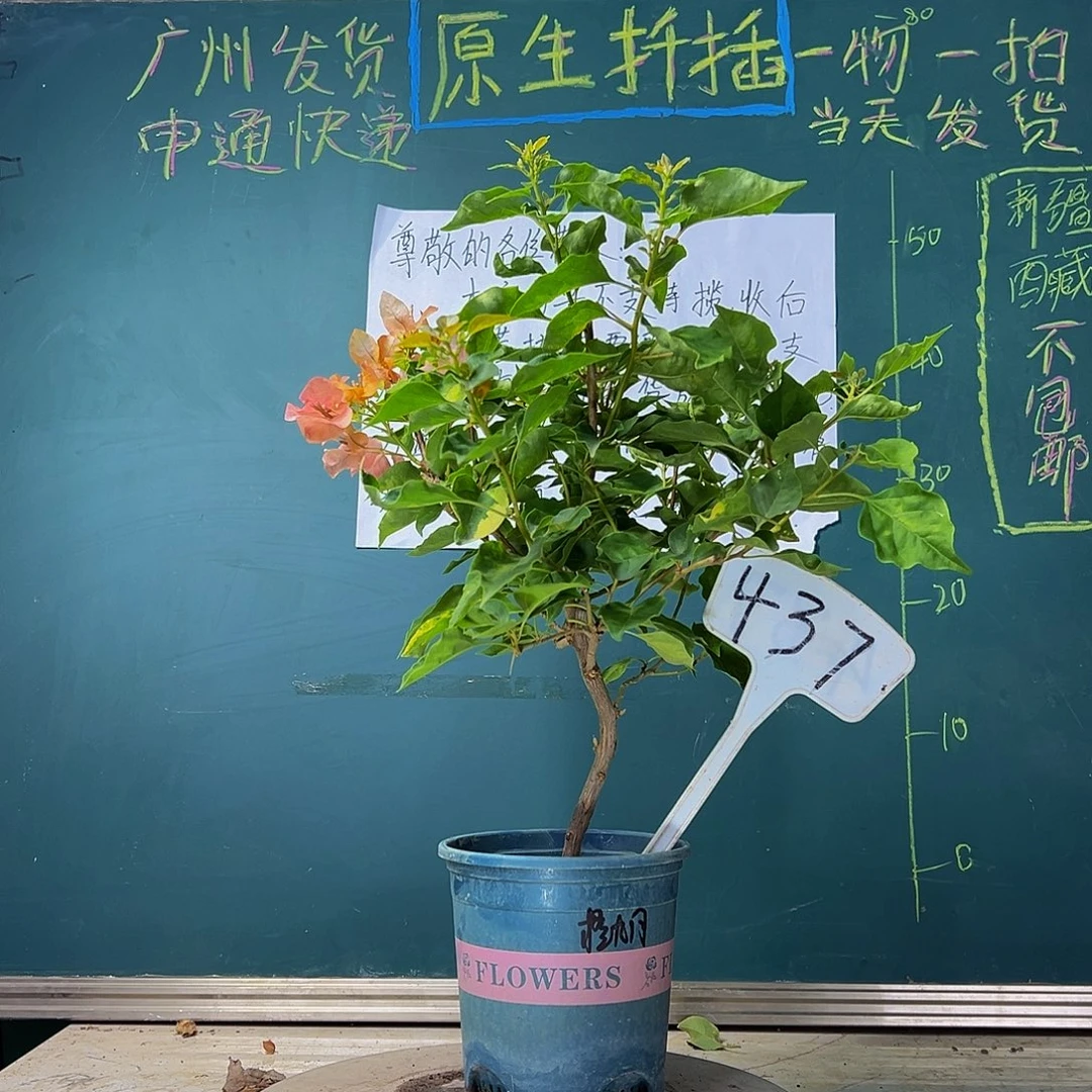 当前无花栽培后可以开花 福利 橙九月   437