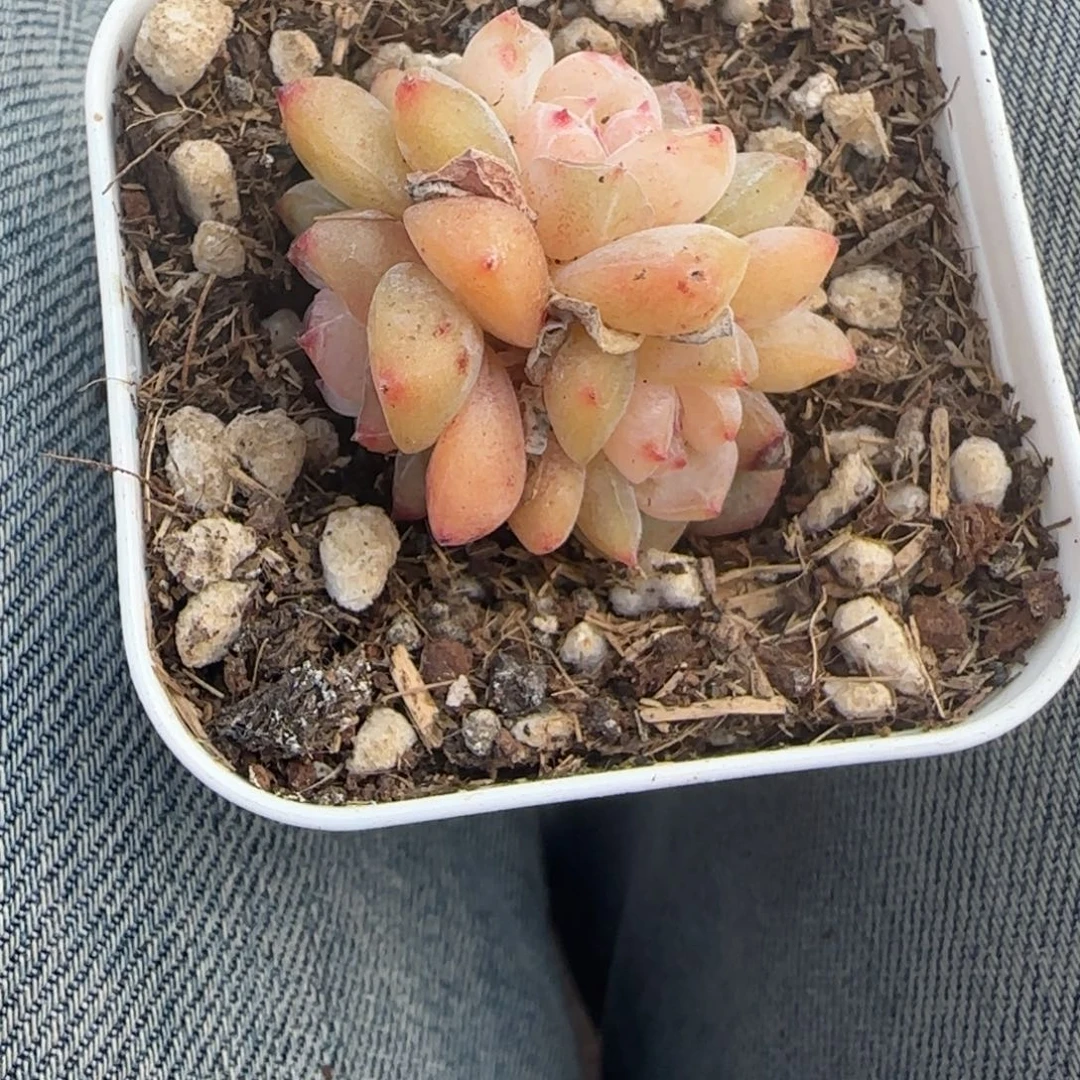 多肉小卡拉米糖心一物一拍