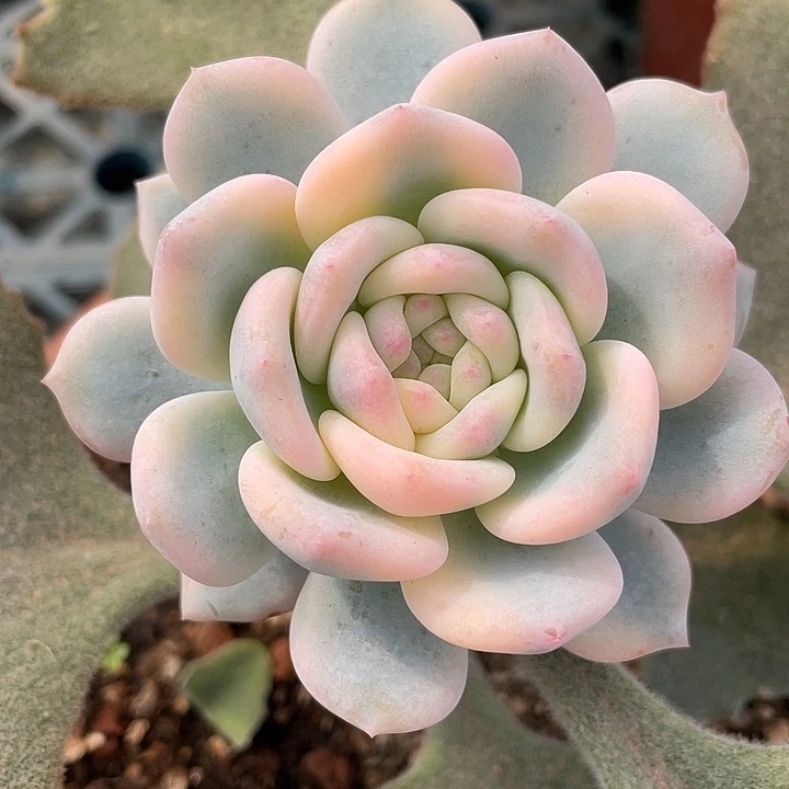星影锦。锦龙一物一拍