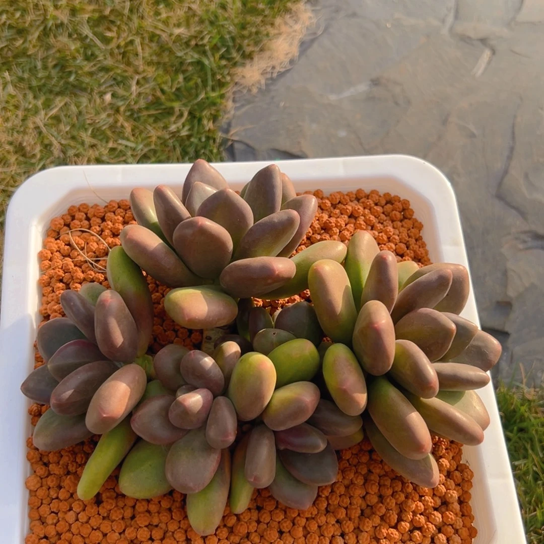 阿夏小姐妹寄养的1-21